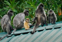 Hulman stribrny - Trachypithecus cristatus - Silvered leaf monkey or Silvery langur o8844